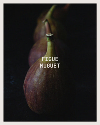 A dark, moody close-up photograph of figs on a black background with the text 'FIGUE MUGUET' in white centered over the front fig.